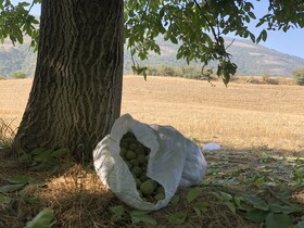 «آیین کهن برداشت گردو، میراثی زنده در گلستان»