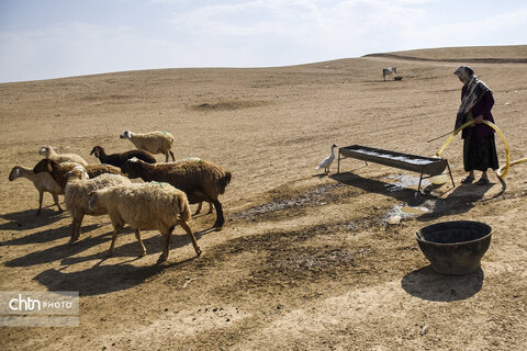 «زندگی در کوچ؛ روایت تصویری از عشایر خراسان شمالی»