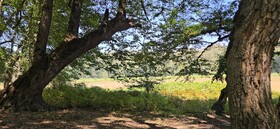 ارتفاعات گلستان؛ جلوه‌ای از تابستان متفاوت در دل جنگل‌های هیرکانی