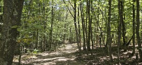 تابستان در ارتفاعات گلستان؛ روایت طبیعت و آرامش جنگل‌های هیرکانی