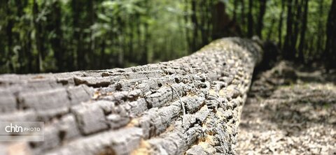 جلوه های گلستان