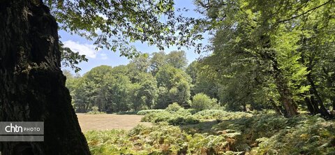 جلوه های گلستان