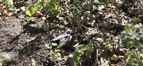 جلوه های گلستان