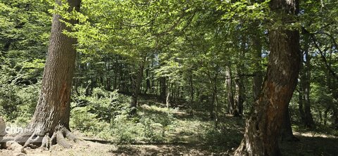 جلوه های گلستان