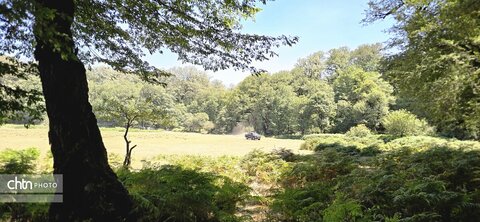 جلوه های گلستان