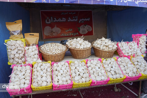 هفتمین جشنواره سیر و موسیر همدان برگزار شد