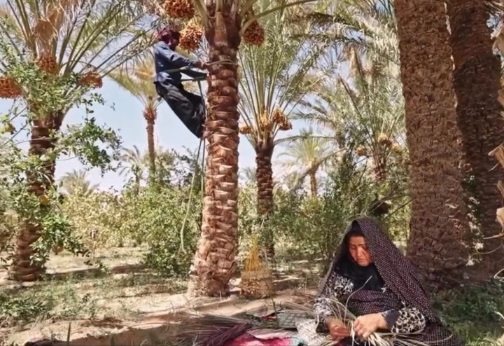 بافق میزبان هفتمین جشنواره تابستانه و چهارمین جشنواره خرما