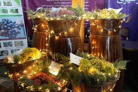 انگورهای ارومیه در کانون توجه؛ جشنواره‌ای برای معرفی بهترین‌ها