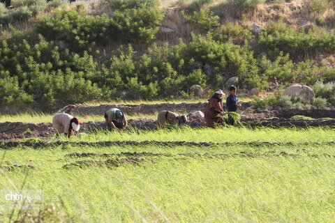 روستای سنگ سفید