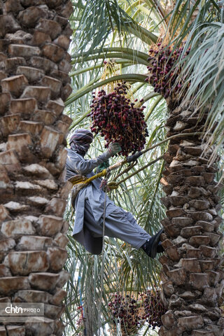 تور رسانه ای