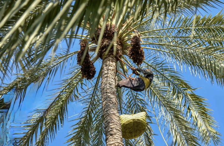 برداشت خرما (مخ برون)، سنتی کهن در بوشهر