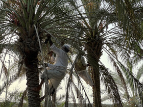 نوروز زراعی در قلب سبز آبی جزیره قشم؛ پیوند سنت، کشاورزی و گردشگری