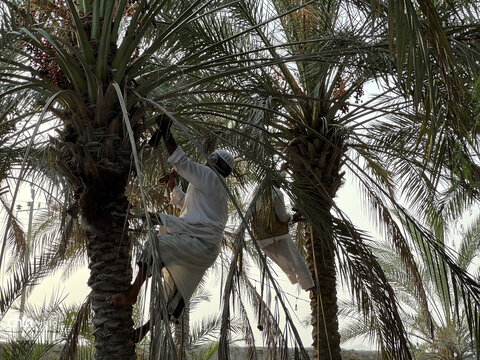 نوروز زراعی در قلب سبز آبی جزیره قشم؛ پیوند سنت، کشاورزی و گردشگری