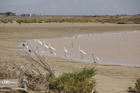 ساحل همیشه زیبای خلیج فارس