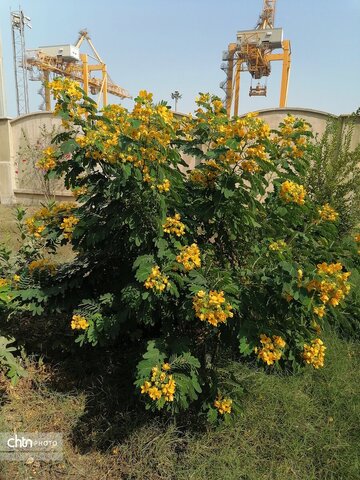 عمارت تاریخی کازرونی در بوشهر