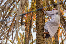 نوروز زراعی روستای دیرستان