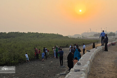 رویداد «شوز بندر» و آموزش غیرمستقیم حفاظت از جنگل‌های حرا در بندرعباس