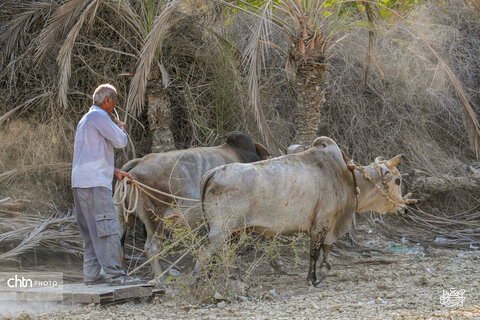 نوروز زراعی روستای دیرستان