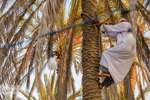 نوروز زراعی روستای دیرستان