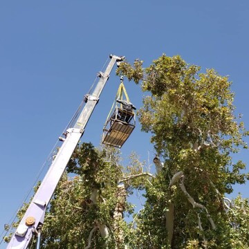 انجام اقدامات حفاظتی و مراقبتی از درخت کهنسال دشت بیاض