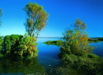 ورود نخستین گروه پرندگان مهاجر به تالاب‌های بین‌المللی گلستان