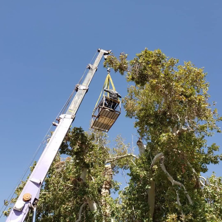 انجام اقدامات حفاظتی و مراقبتی از درخت کهنسال دشت بیاض