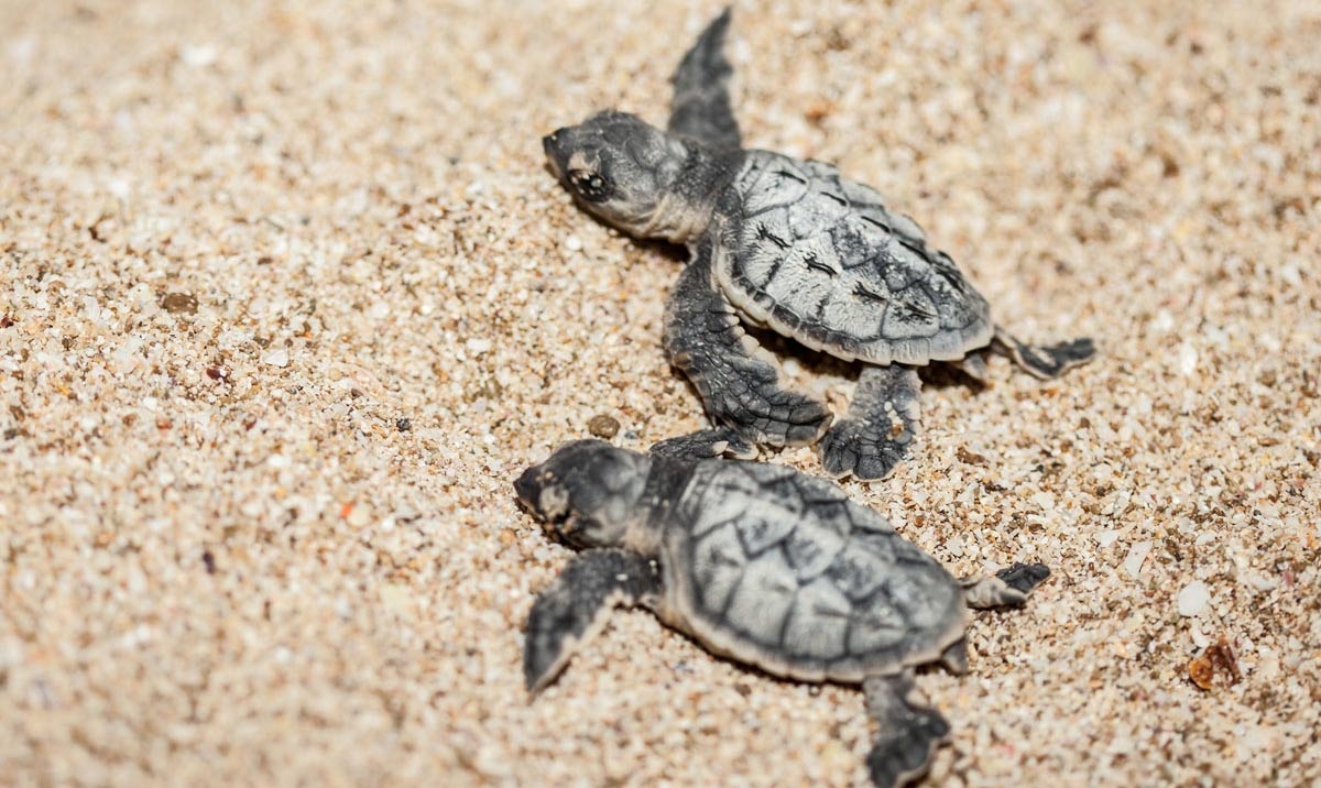 جزیره لارک؛ نگین بکر خلیج فارس