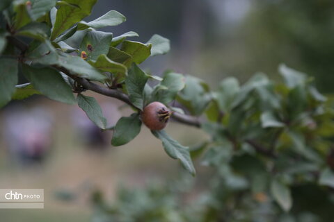 درازنو پاییز یک مهر