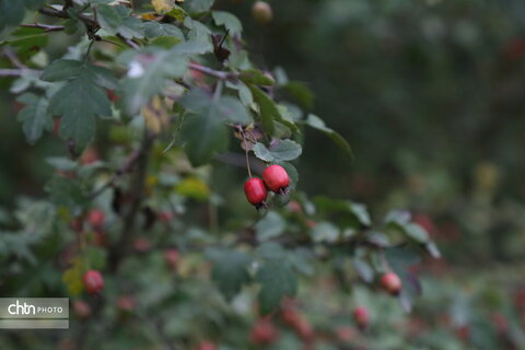 درازنو پاییز یک مهر