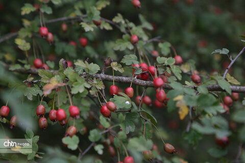 درازنو پاییز یک مهر