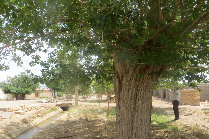 ثبت درخت توت کهن‌سال روستای سرآسیاب اصفهان در فهرست آثار طبیعی ملی ایران