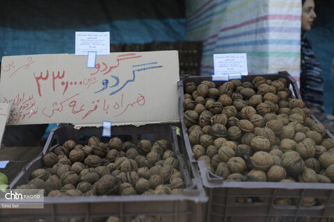 دومین جشنواره گردوی ثمرین