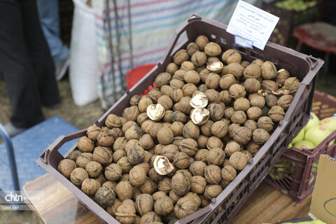 دومین جشنواره گردوی ثمرین