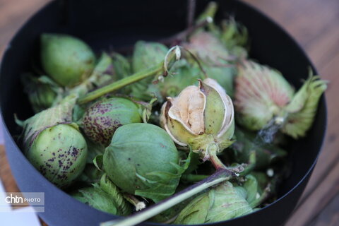 هفته گردشگری