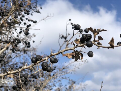 هفته گردشگری