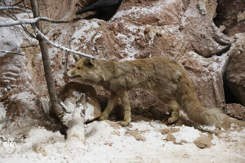هفته گردشگری