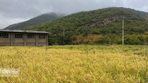 شالیزارهای فرنگ، سکوت و زیبایی بی‌پایان