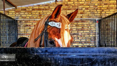 بازدید فرماندار شهرستان اهر و معاون گردشگری اداره کل میراث فرهنگی آذربایجان شرقی از مجتمع سوارکاری چاکرا