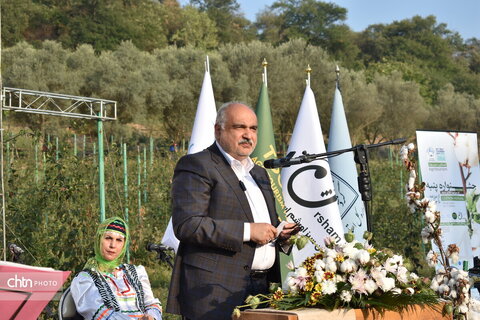جشنواره پنبه