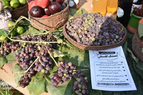 جشنواره پنبه
