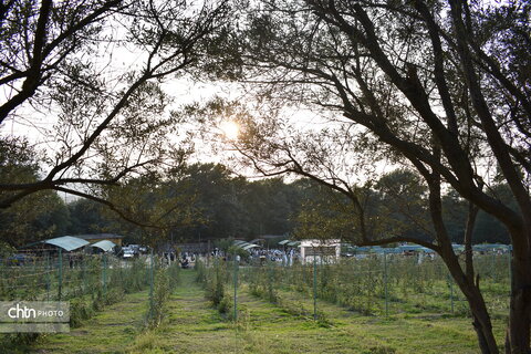 جشنواره پنبه 2