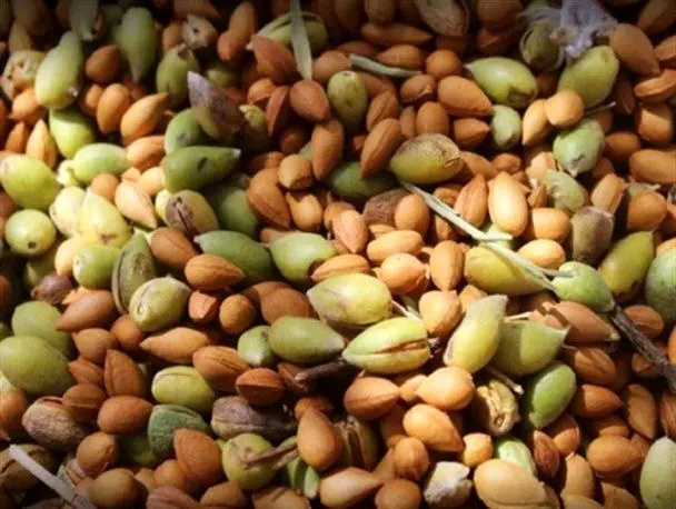 جشنواره بادام و عسل در روستای گنداب بیلوار کرمانشاه هم‌زمان با هفته گردشگری برگزار می‌شود
