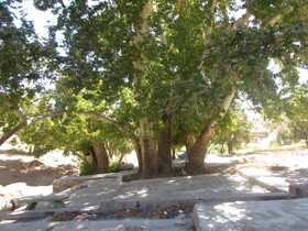 درختان چنار دشتک