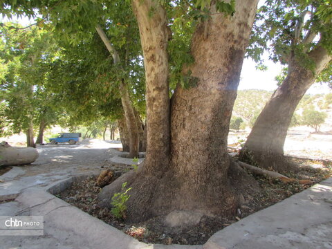 درختان چنار دشتک