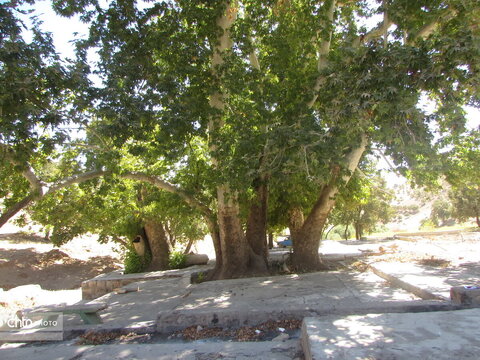 درختان چنار دشتک