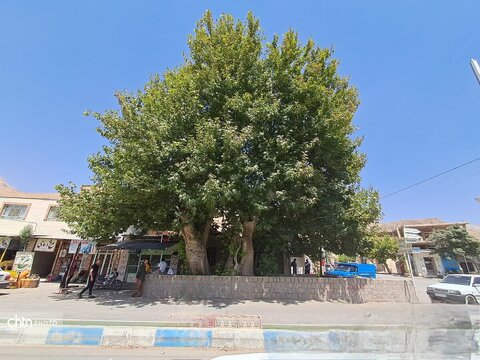 درختان چنار دشتک