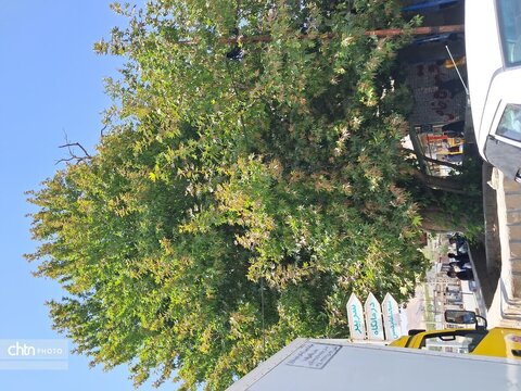 درختان چنار دشتک