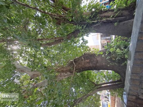 درختان چنار دشتک