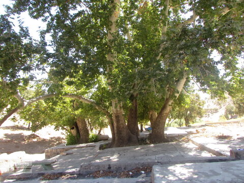 درختان چنار دشتک