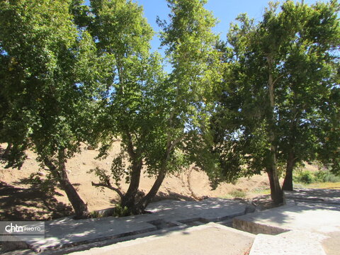 درختان چنار دشتک